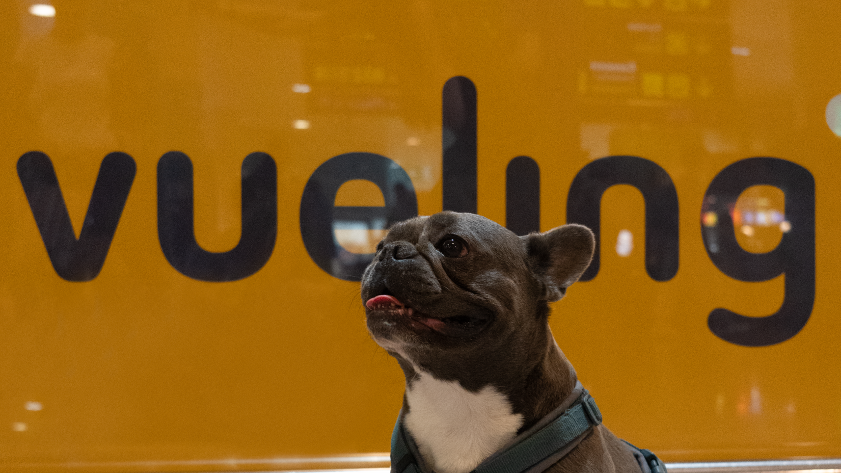 Vueling  ya supera  las 100.000 mascotas transportadas al año